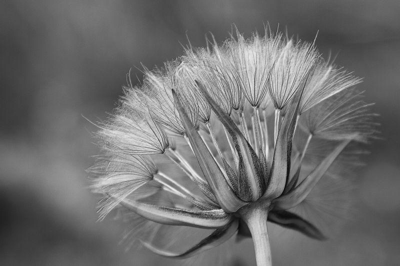 BlackAndWhite_ReadyToFly
