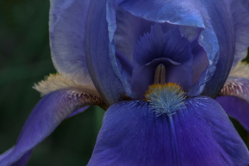 Nature_Boom_Bloom_Sierra_Blue
