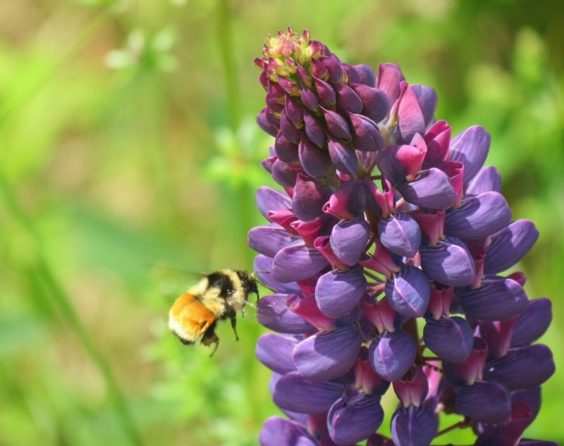 Nature_Frenzy_for_a_Lupin
