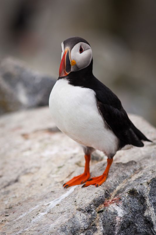 Nature_PuffinPortrait
