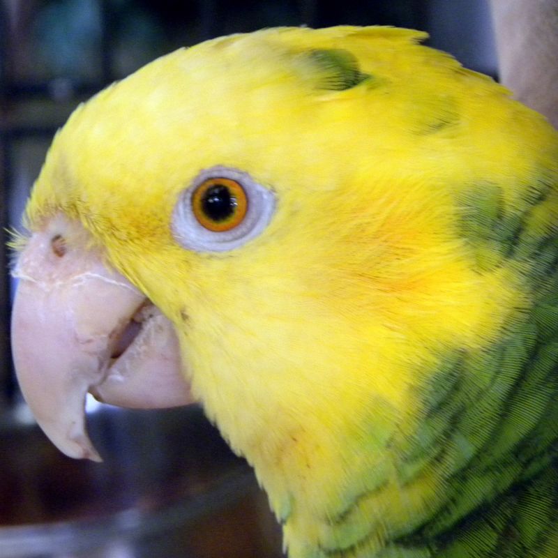 Nature_spencer_the_parrot
