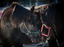 AnimalsInAction_HORSE_PLAY.jpg