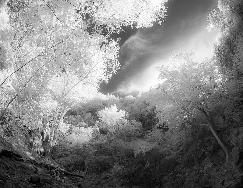 AnythingGoes_Fundy_National_Park_in_Infrared

