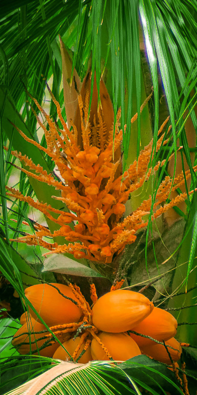 Orange_A_Lovely_Bunch_of_Coconuts
