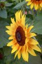 AnythingGoes_Sunflower_Oil.jpg