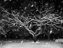 WeatherClimate_Snowflakes.jpg