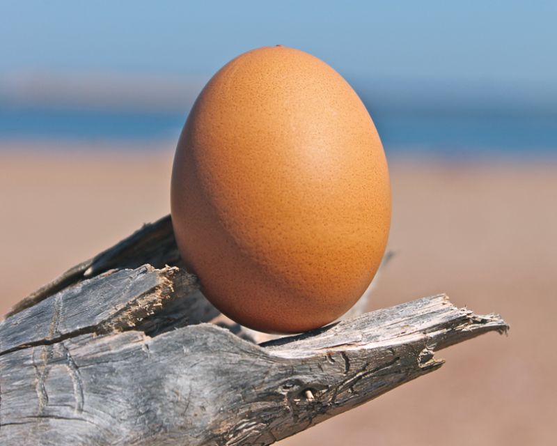 Food-Raw_Egg
