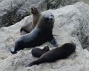 Nature-Seal_Family.jpg