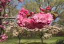 Pink-Spring_in_Central_Park.jpg