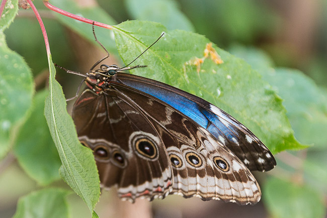 Macro_Butterfly
