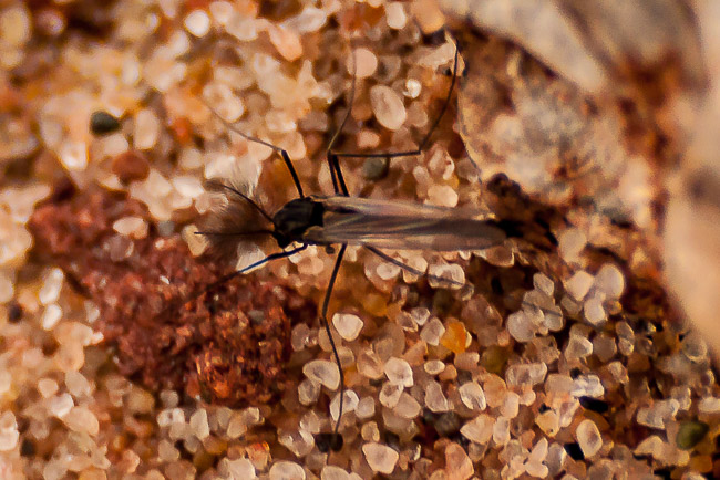 PhotographersChoice_Bug_on_the_Beach
