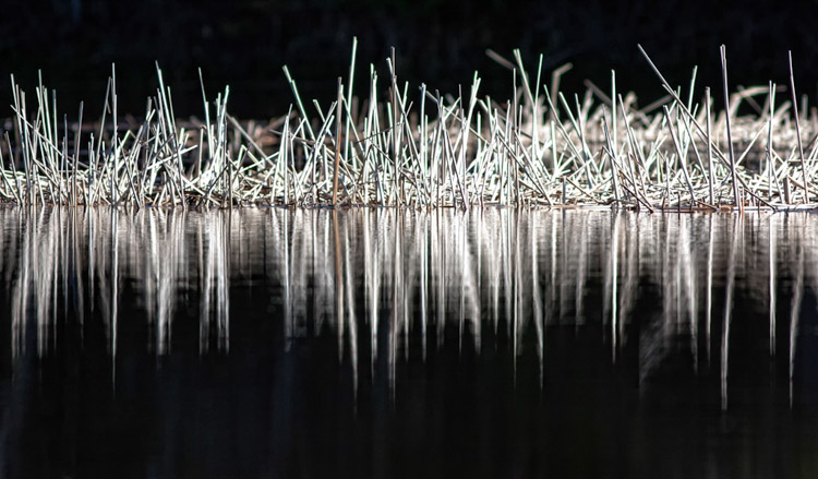 Reflections_1_Shirley_Gallant_-_Thatch
