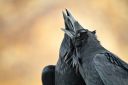 Photographer_s_Choice_3_Stephen_Desroches_-_Ravens.jpg