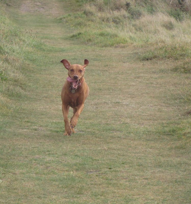 AnimalsInAction_Run_Poppy_Run
