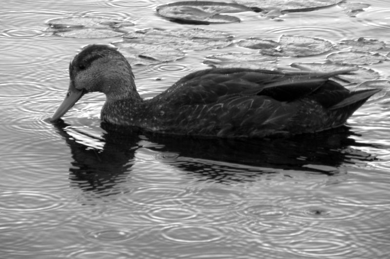 BlackAndWhite_ducky_weather
