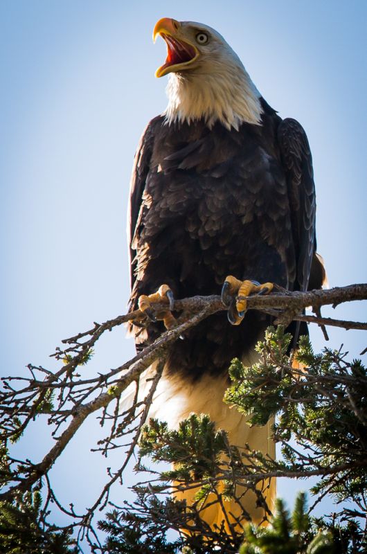 Nature_AngryEagle
