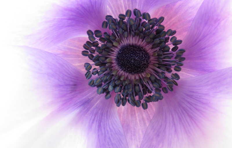 Nature_Blast_of_Anemone
