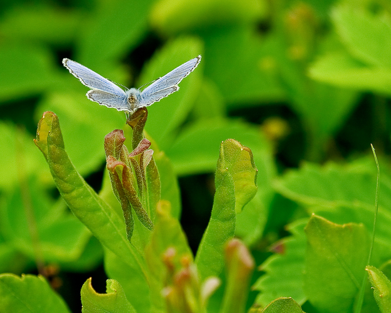 Nature_Glaucopsyche_Butterfly
