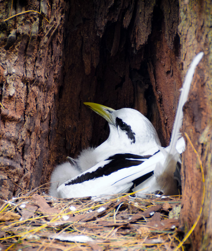 Nature_Motherly_Love
