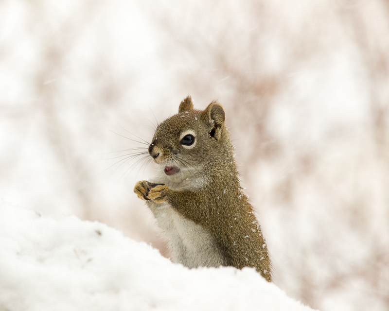 Nature_TheGroundhogSawWhat
