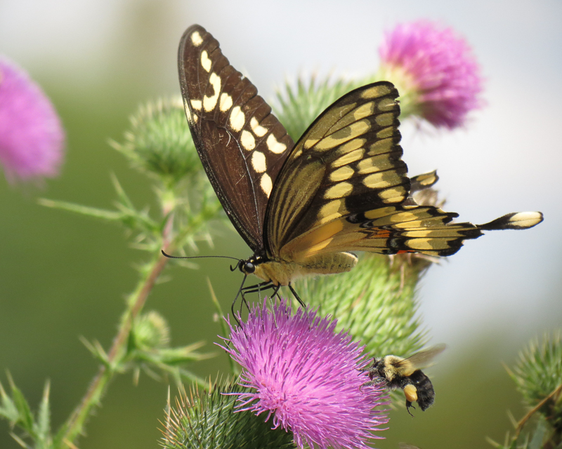 Nature_Thistle_Time_for_Two
