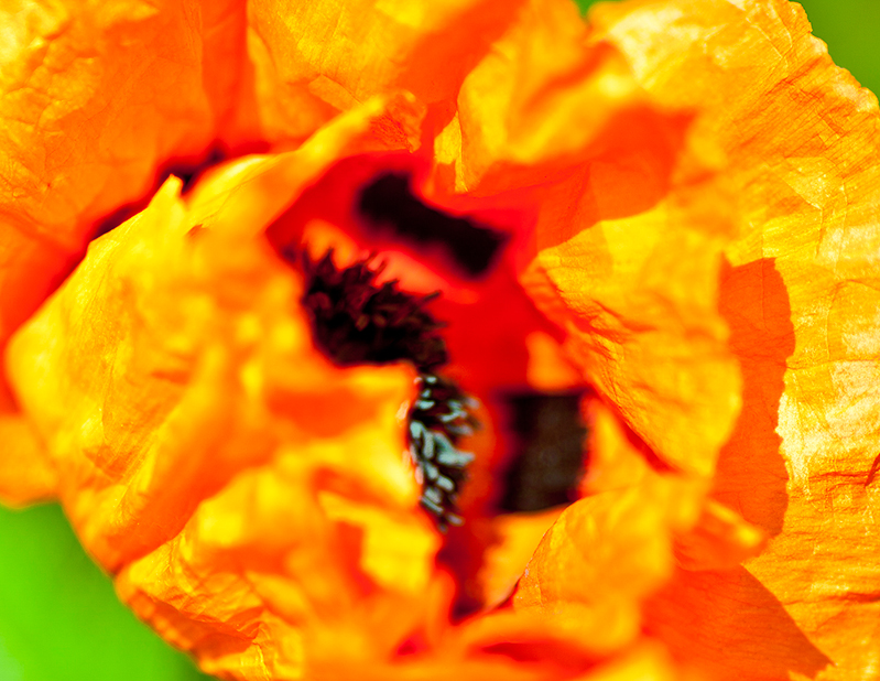 Orange_Poppy_Wrinkles
