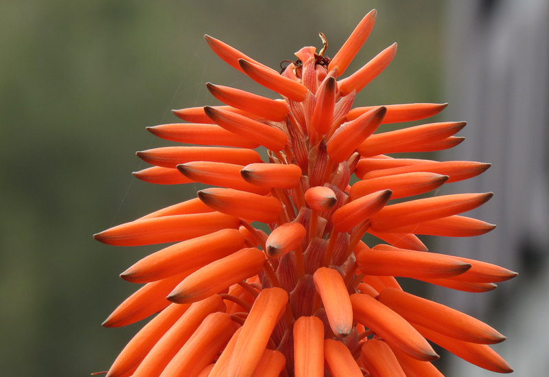 Orange_Spikes_of_Orange
