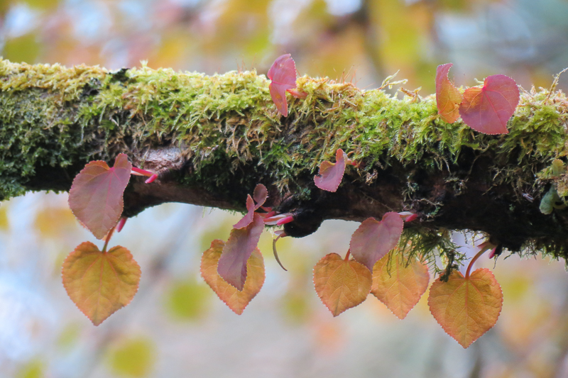 Photographers_Choice_Trewidden_Pastels
