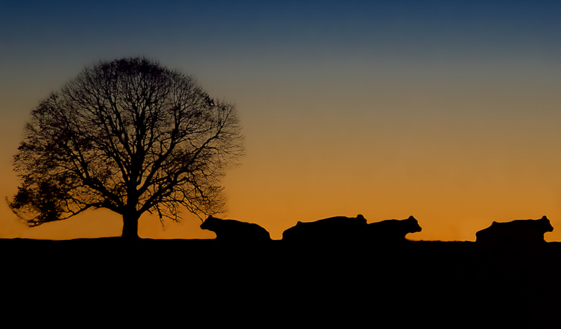 Silhouettes_Bovine_Dawn
