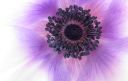 Nature_Blast_of_Anemone.jpg