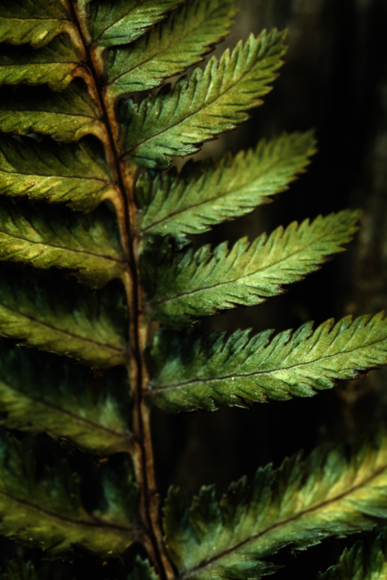 Green-Where_the_Green_Fern_Grows-
