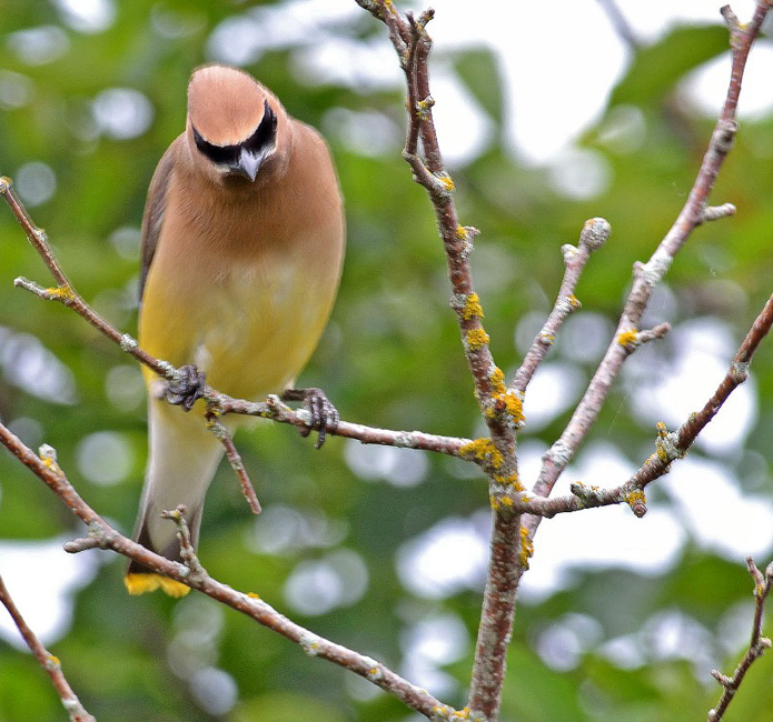 Nature-Curious_Waxwing
