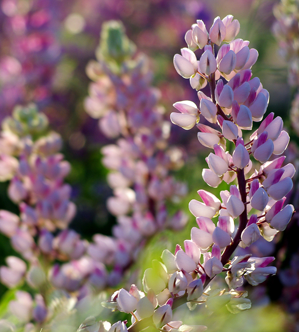 Nature-Lupin_Light
