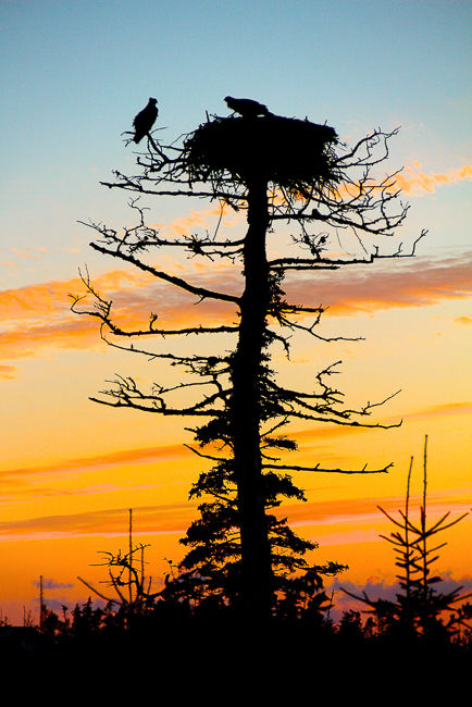 Nature-Osprey_s_Nest
