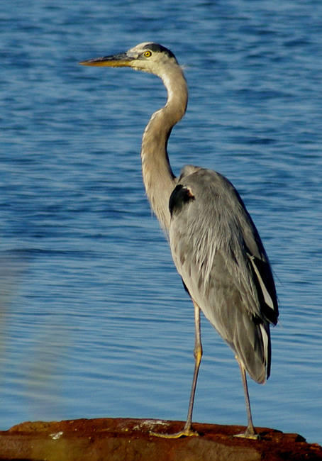 Nature-The_Watcher
