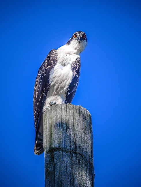 Nature-You_Looking_At_Me_
