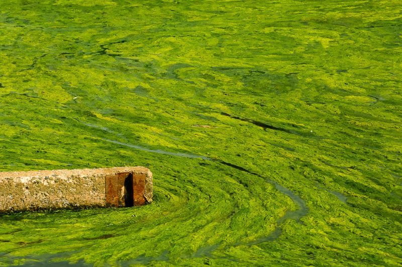 Green-Algae_Swirl
