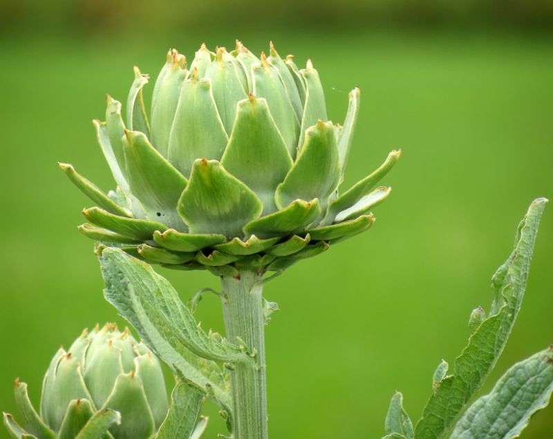 Green-Artichoke
