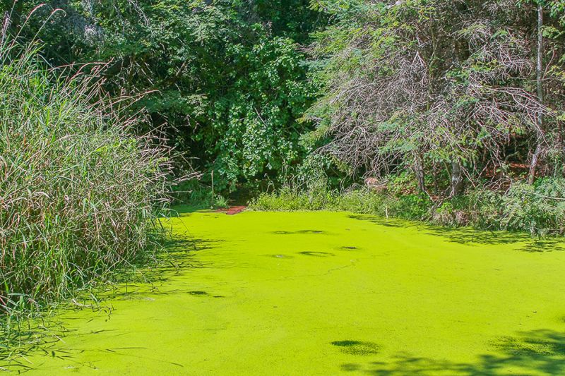 Green-Nature_s_Carpet
