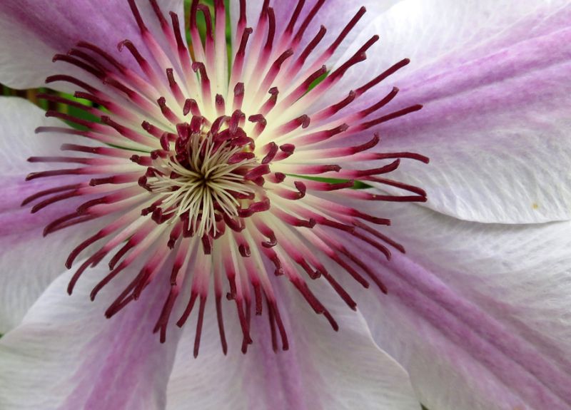 Nature-Clematis_Glow
