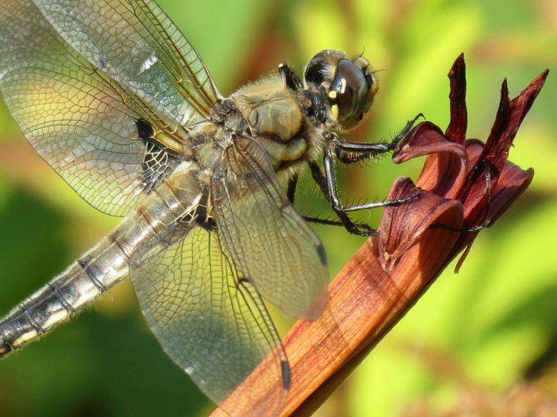 Nature-DragonFly_Discoverer
