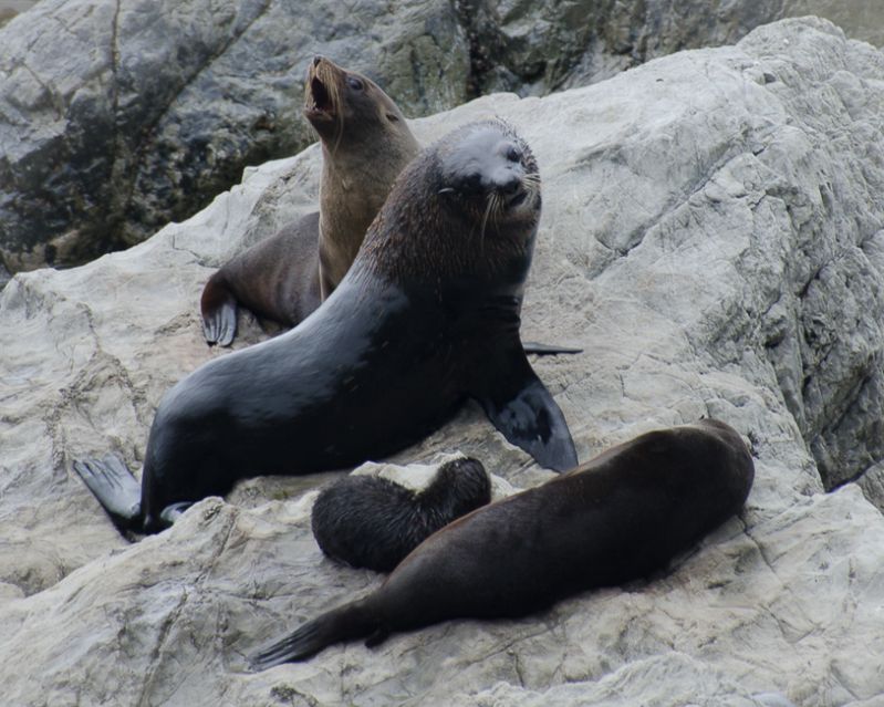 Nature-Seal_Family
