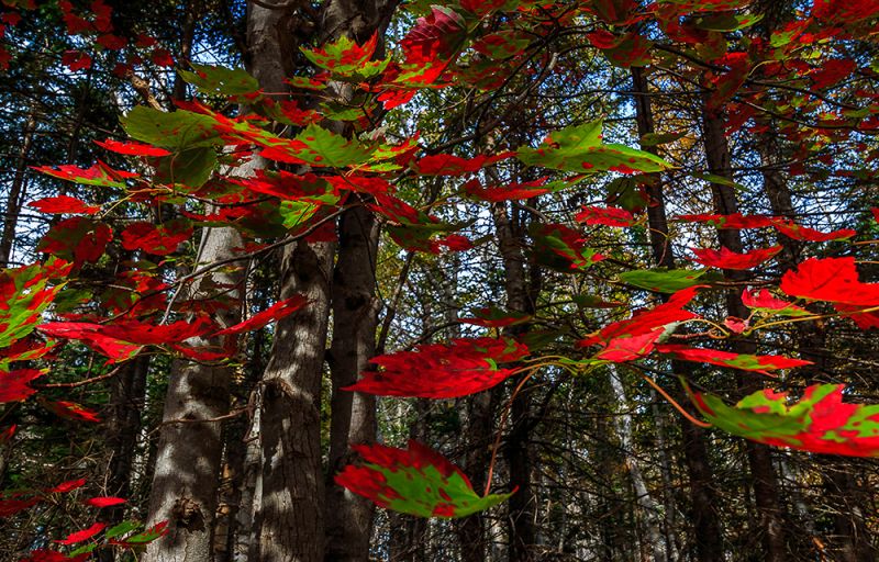 Nature-Shadows_of_October
