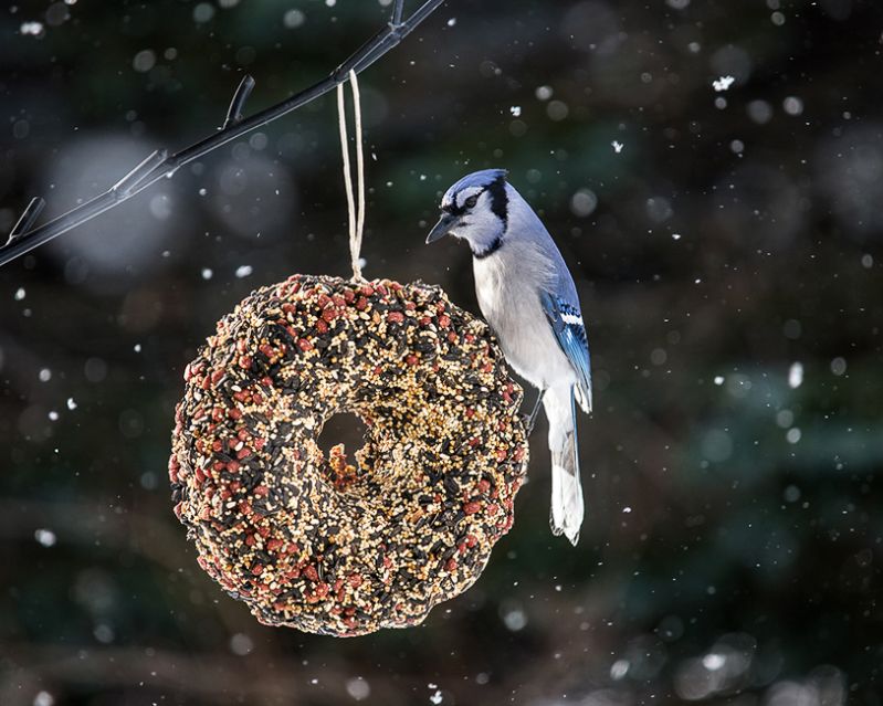 Nature-Snow_Globe_BlueJay
