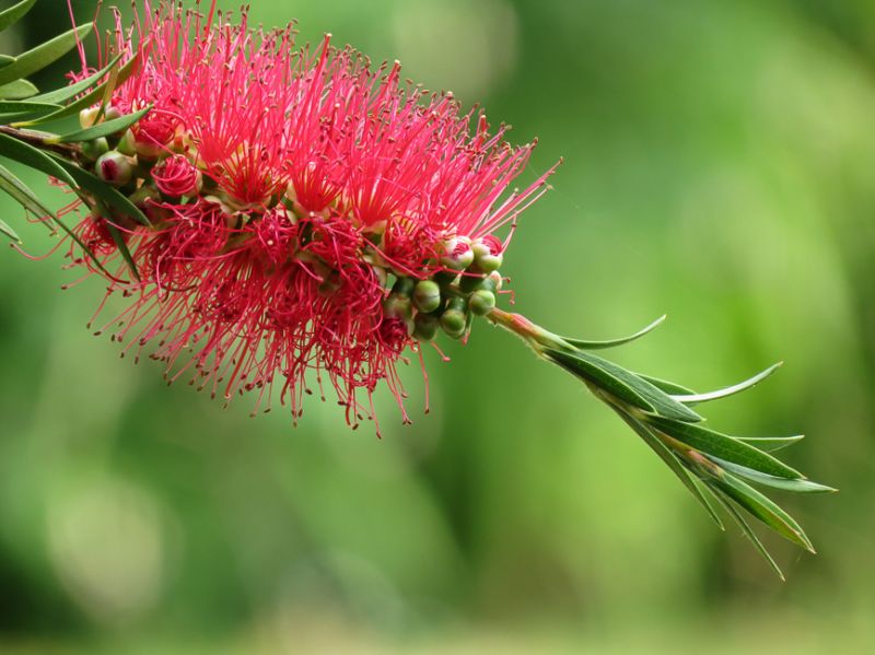 PhotographersChoice-Bottlebrush
