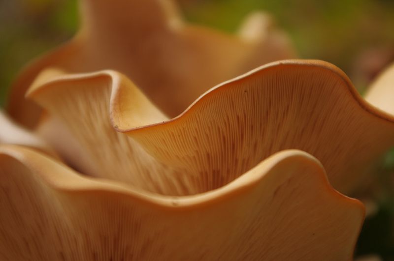 PhotographersChoice-Forest_Fungi
