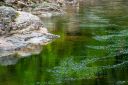 Green-June_Reflections.jpg