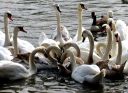 HiddenLetters-C_these_swans.jpg