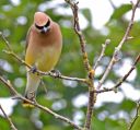 Nature-Curious_Waxwing.jpg