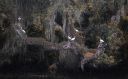 Nature-_White_Ibises_on_the_Banks_of_StLucie.jpg